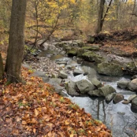 A rocky stream winds through an autumn forest covered in fallen leaves.