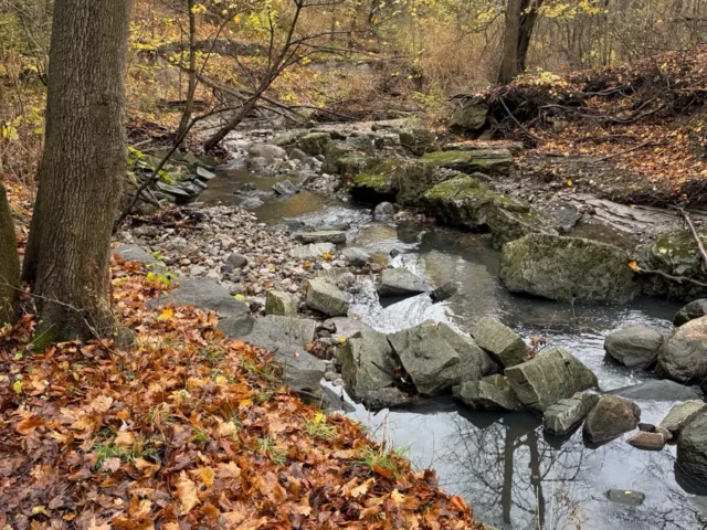 A rocky stream winds through an autumn forest covered in fallen leaves.