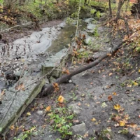 A shallow creek runs through a muddy, leaf-covered woodland with fallen branches.