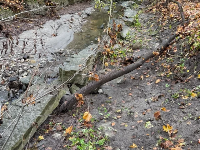 A shallow creek runs through a muddy, leaf-covered woodland with fallen branches.