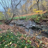 A shallow stream runs through a wooded landscape covered in autumn leaves.