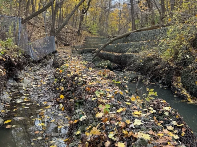 A leaf-covered stream winds through a wooded area beneath fallen trees in autumn.