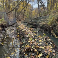 A leaf-covered stream winds through a wooded area beneath fallen trees in autumn.