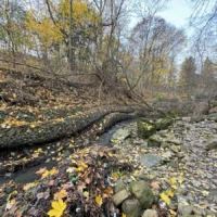 A shallow rocky creek winds through a leaf-covered woodland in autumn.