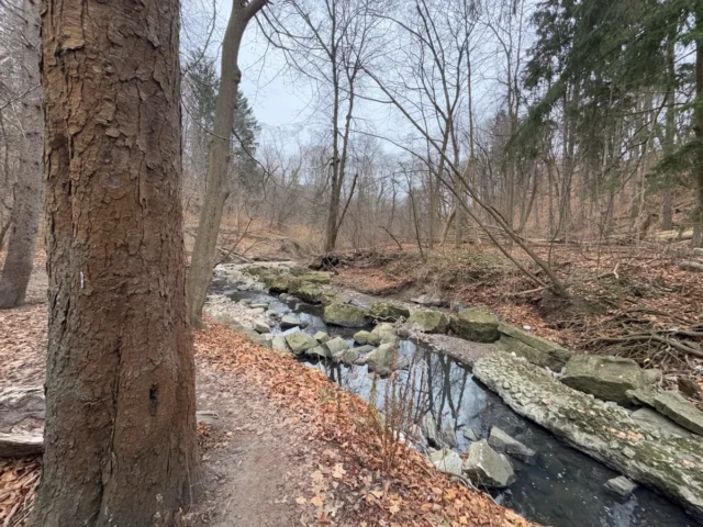 A narrow stream winds through a leaf-covered forest beside a large tree.