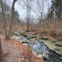 A wooded creek flows over rocks beside a leaf-covered path in late autumn.