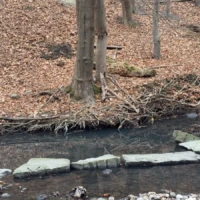 A shallow stream runs through a leaf-covered woodland, with rocks lining the water and bare trees along the banks.
