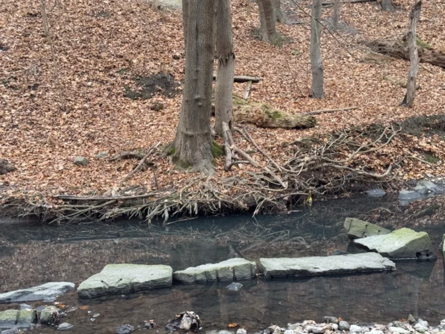 A shallow stream runs through a leaf-covered woodland, with rocks lining the water and bare trees along the banks.