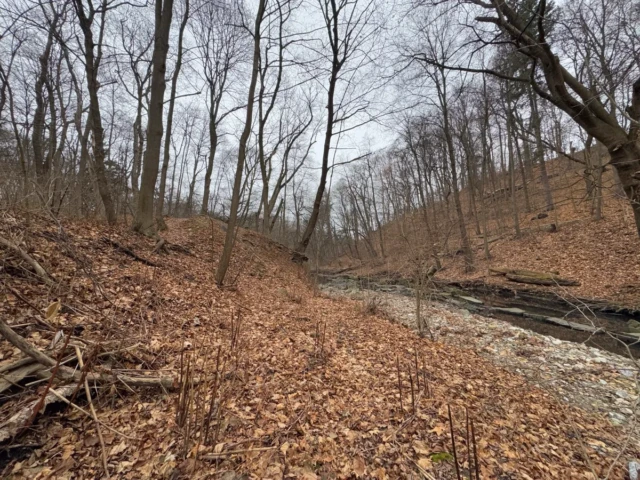 A leaf-covered trail follows a shallow creek through a leafless woodland.