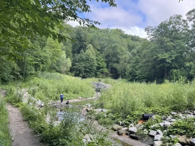 A wooded nature trail crosses a shallow stream through lush greenery.