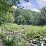 A wooded nature trail follows a rocky stream through a lush green clearing.