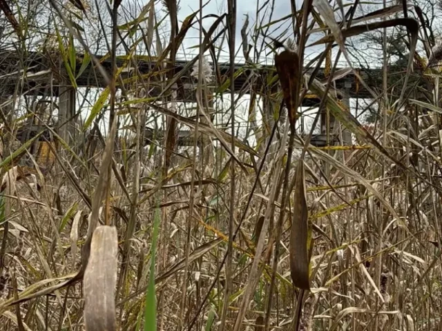 Tall reeds and cattails fill a marsh, with a pond and trees visible in the background.