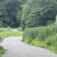 A gravel path curves through lush green vegetation and dense woodland.