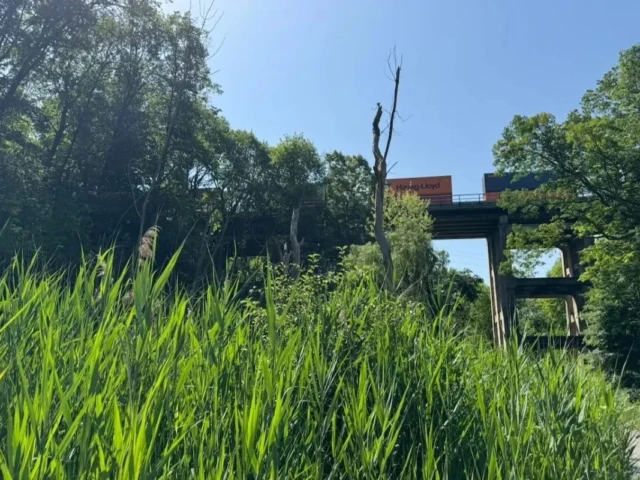 A raised walkway crosses above tall green grasses and trees beneath a clear blue sky.