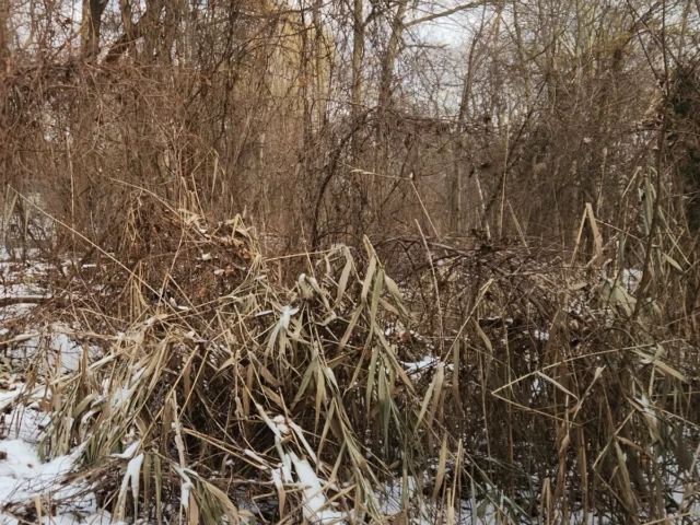 Snow-dusted dried grasses and leafless shrubs in a winter woodland.