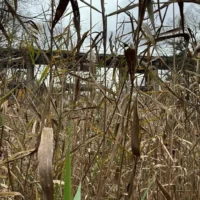 Tall reeds and cattails grow in a marsh with bare trees and a building in the background.
