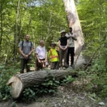 Four people stand beside a fallen tree trunk in a leafy forest.