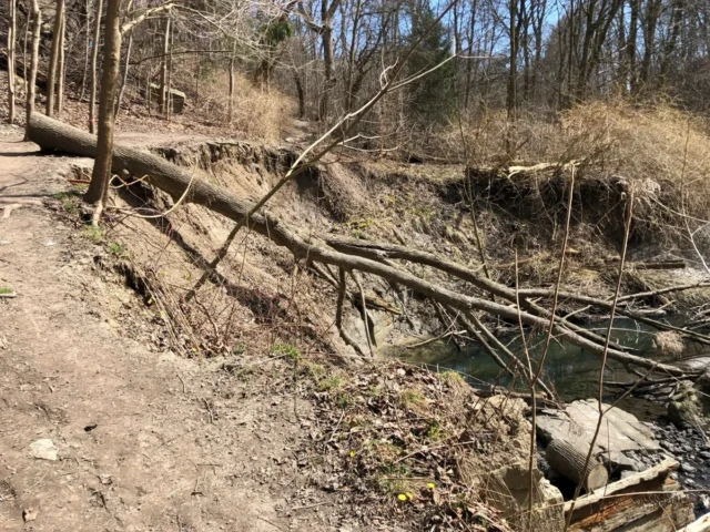 A wooded creek bank with fallen branches and logs crossing the water.