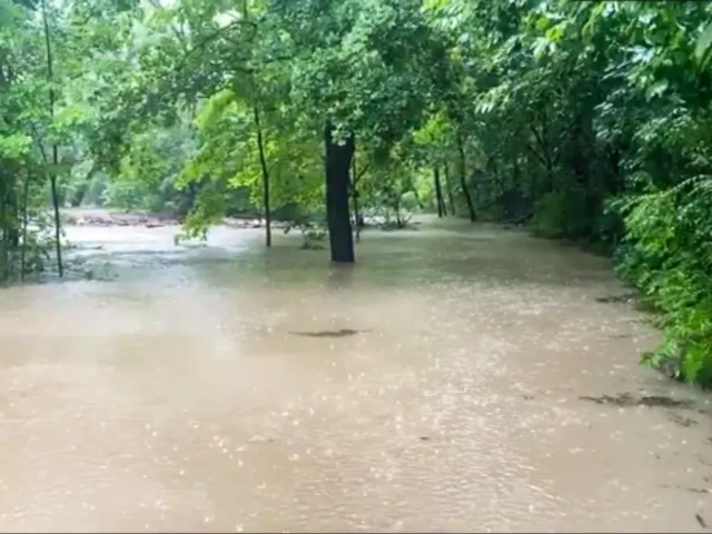 Floodwater covers a tree-lined road, with several trees standing in the water.