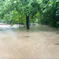 Floodwater covers a tree-lined road, with several trees standing in the water.