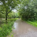 A flooded gravel path winds through a lush green woodland after heavy rain.